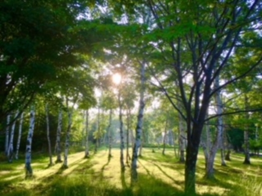 【新緑プラン】新緑の白駒池に八千穂の白樺群生林を歩き！評判のお料理・満天の星空・源泉温泉を楽しむ！！